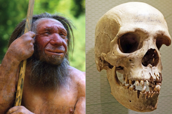 8 Jenis Manusia Purba