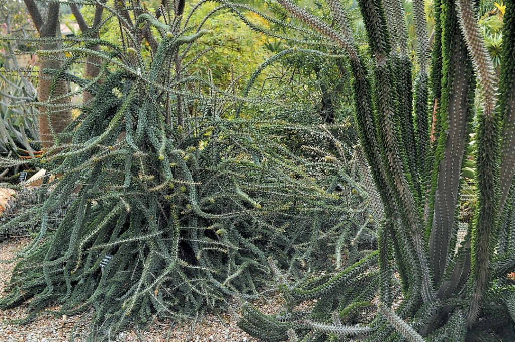 Hutan Berduri: Adaptasi Alam yang Menakjubkan di Madagaskar