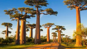 Avenue of the Baobabs Madagascar: Surga Fotografi di Tengah Alam Liar