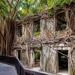 Anping Tree House Taiwan: Perpaduan Sejarah Kolonial dan Keajaiban Alam