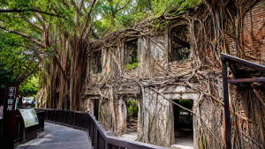 Anping Tree House Taiwan: Perpaduan Sejarah Kolonial dan Keajaiban Alam