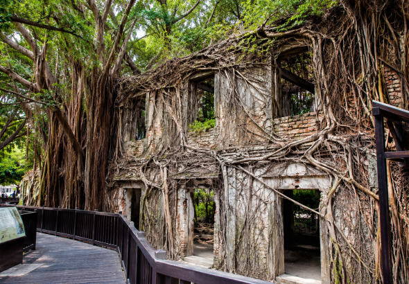 Anping Tree House Taiwan: Perpaduan Sejarah Kolonial dan Keajaiban Alam